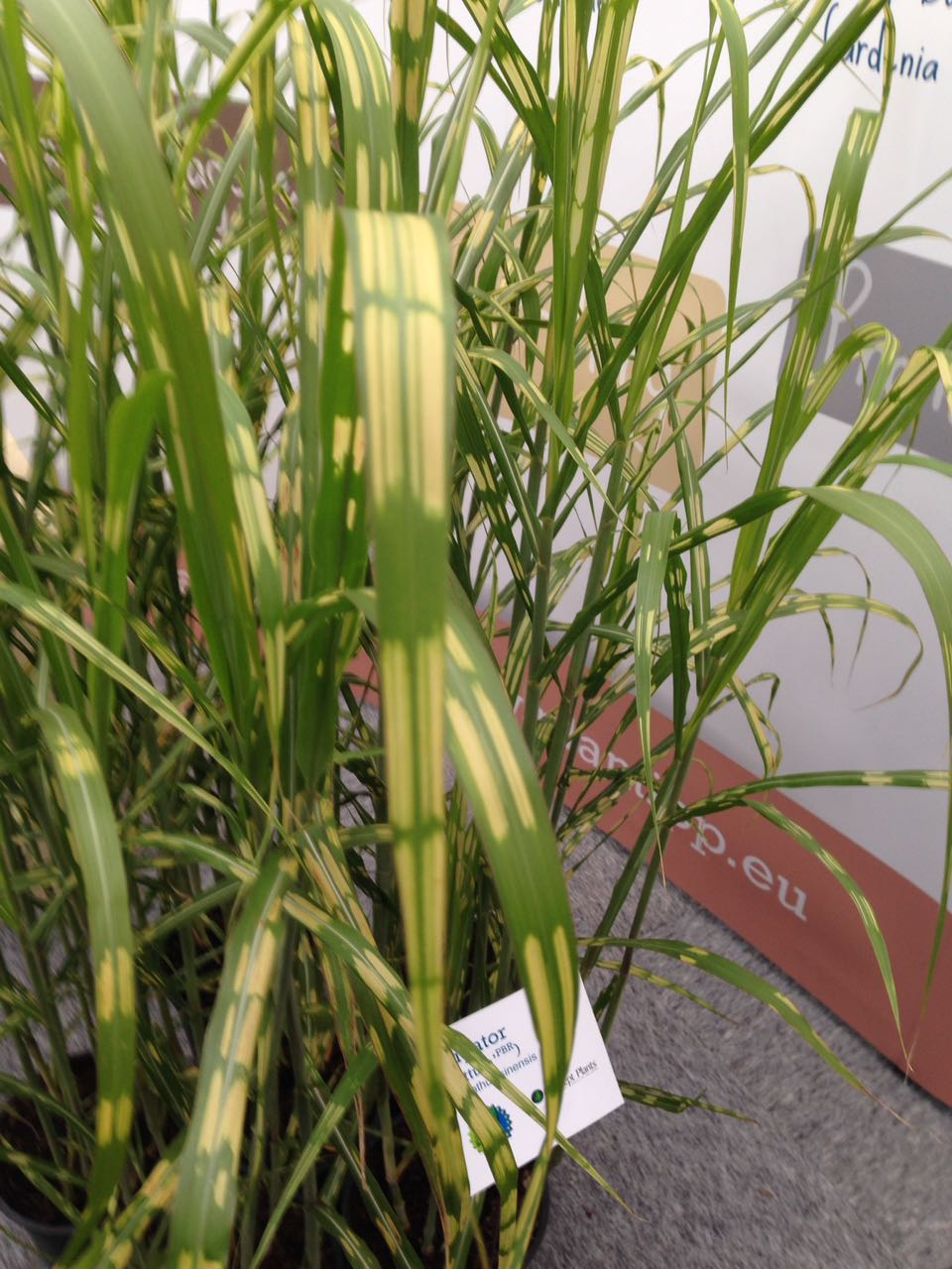 miscanthus-alligator-new