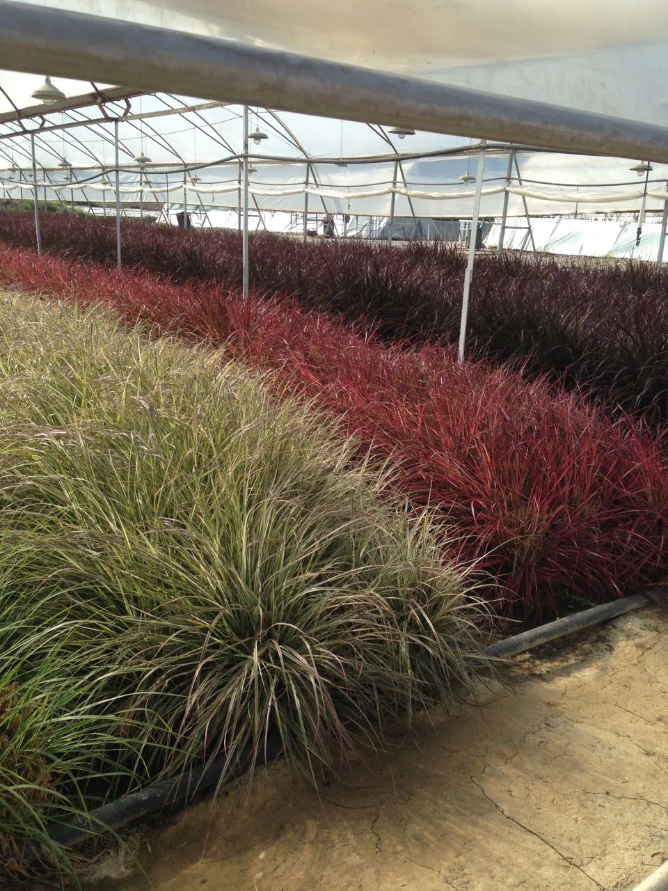 pennisetum-mix-mp